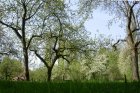 Streuobstwiesen sind wichtige Lebensräume für Tiere und Orte der Ruhe.