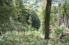 Vorgeschlagene Maßnahmenfläche für die Waldschnepfe