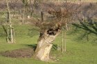 Höhlenreiche Kopfweiden sind geeignete Brutstandorte für den Steinkauz