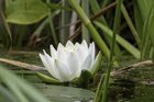 Seerose am Büro-Teich