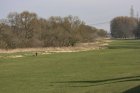 Grünlandflächen in der Rheinaue, im Hintergrund alte, höhlenreiche Weidenbestände