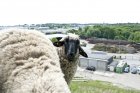 Auch die Schafe waren am Infotag vor Ort – fragt sich, wer wen beobachtet hat!